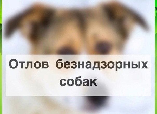 Объявление об отлове собак.